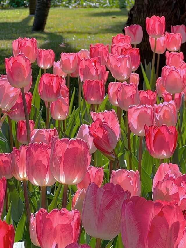 cropped-hinh-nen-hoa-tulip-cute-4.jpg