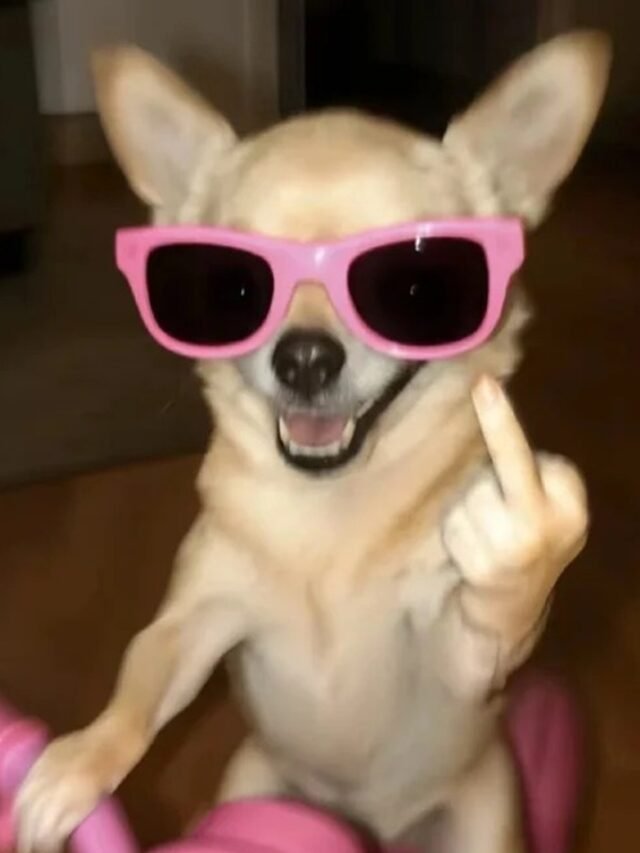 cropped-meme-cho-cuoi-26.jpg