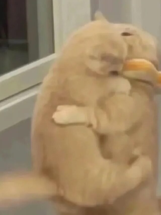 cropped-meme-om-27.jpg