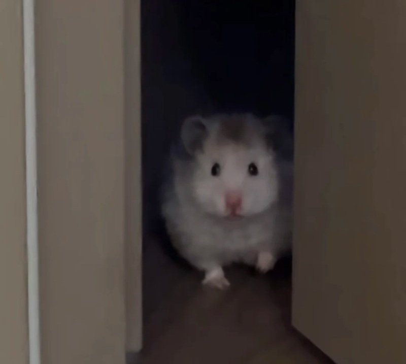 hamster meme 1