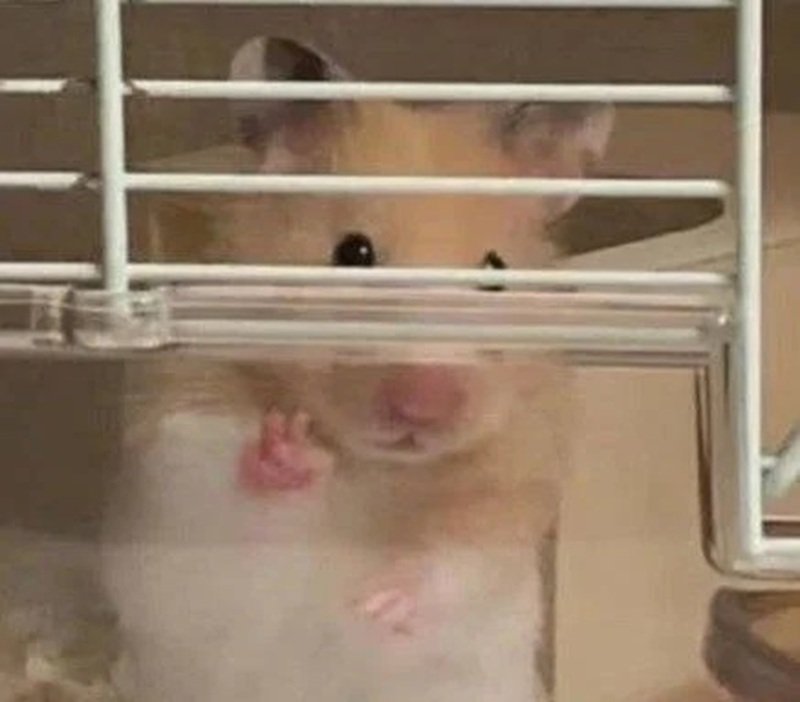 hamster meme 10