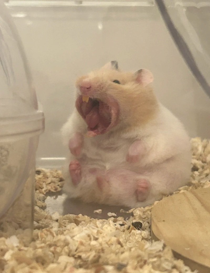 hamster meme 11