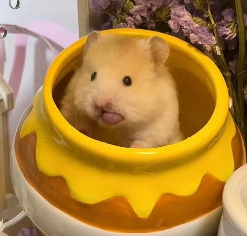 hamster meme 15
