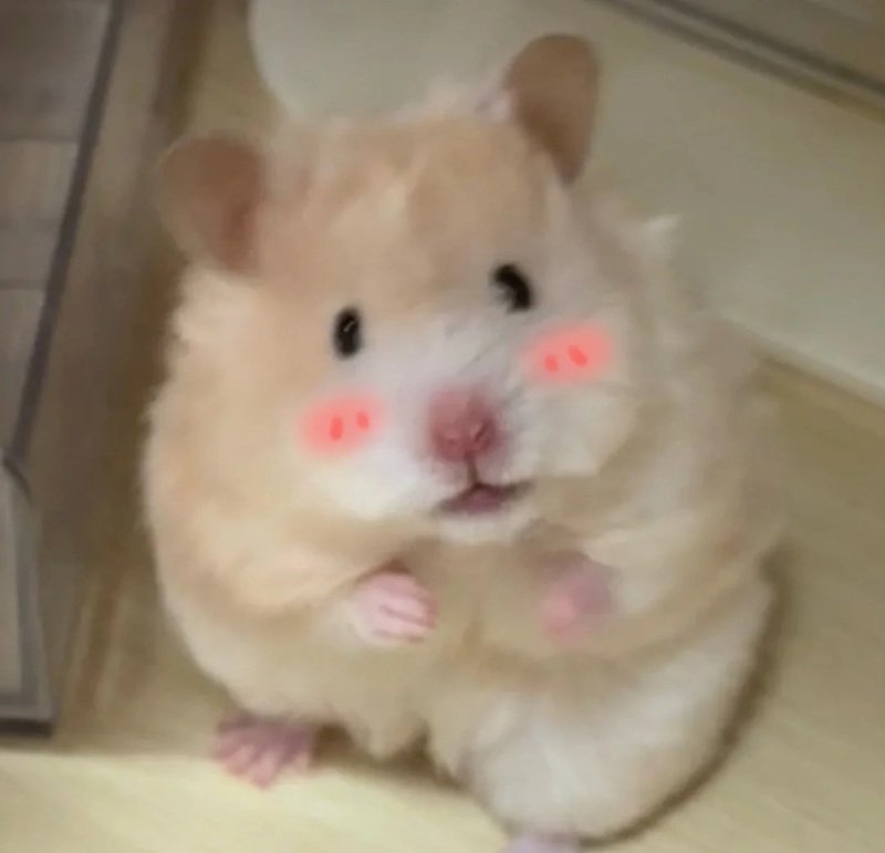 hamster meme 17