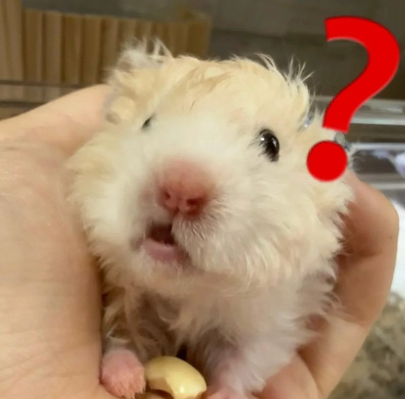 hamster meme 19