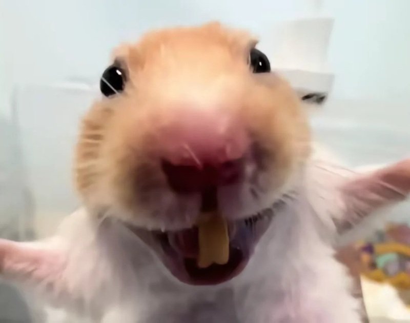 hamster meme 22