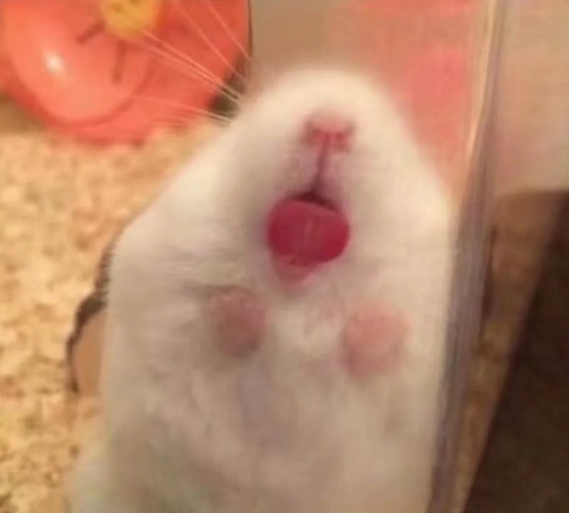 hamster meme 23