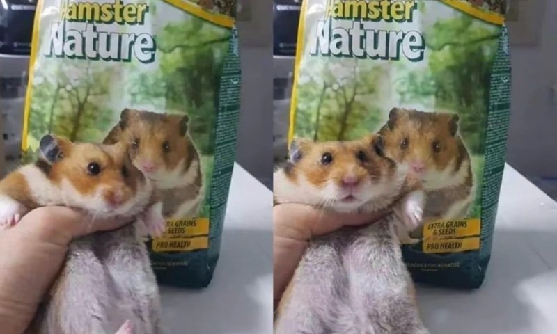 hamster meme 24