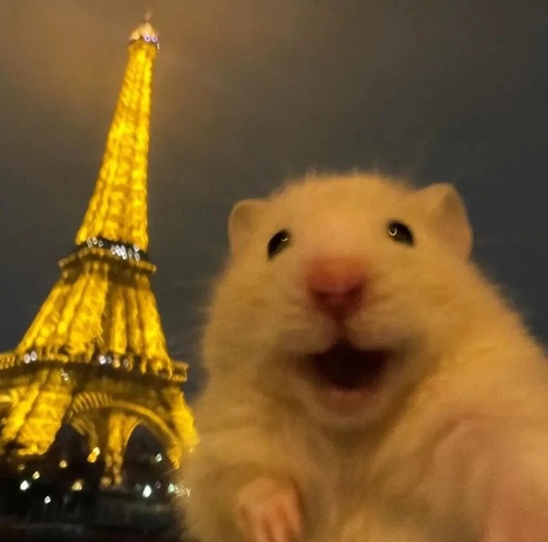 hamster meme 35
