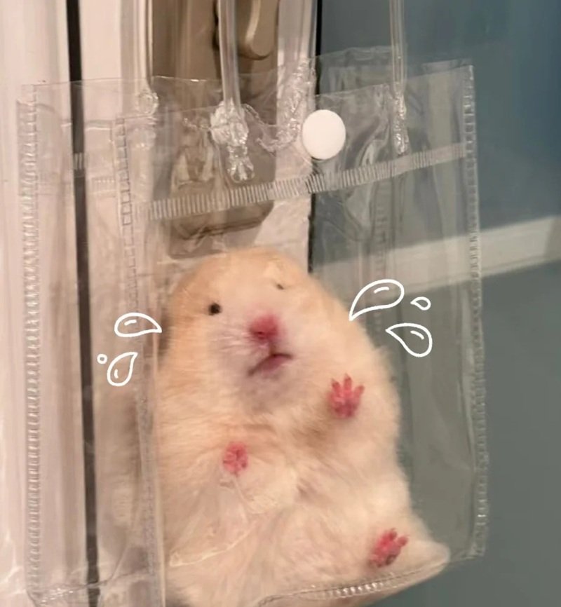 hamster meme 4
