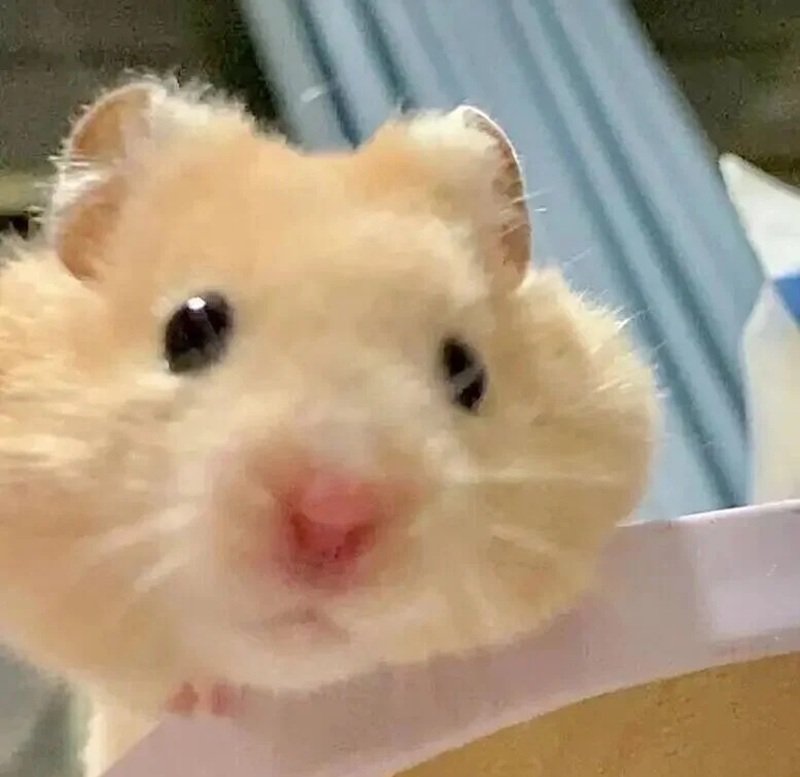 hamster meme 40