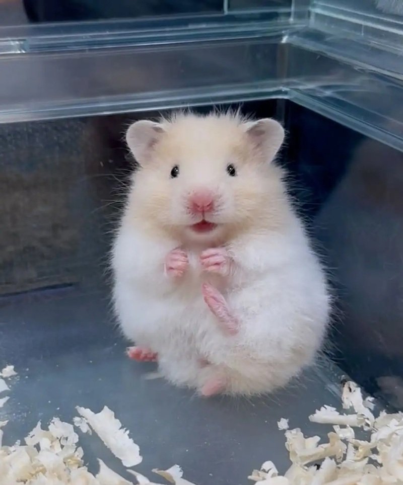 hamster meme 6