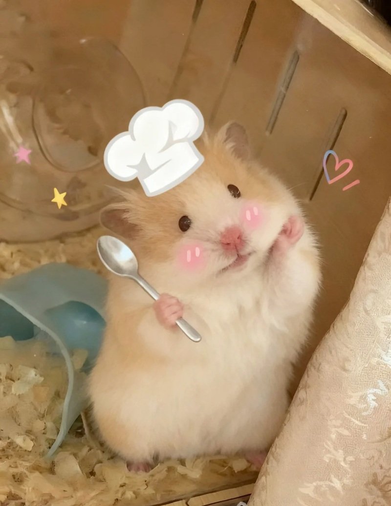 hamster meme 7