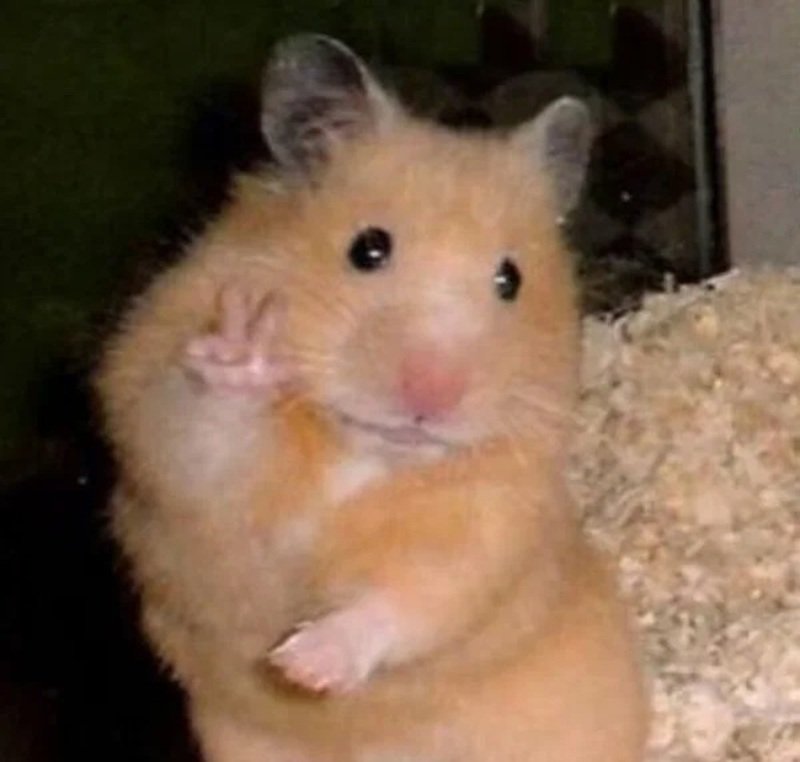 hamster meme 8