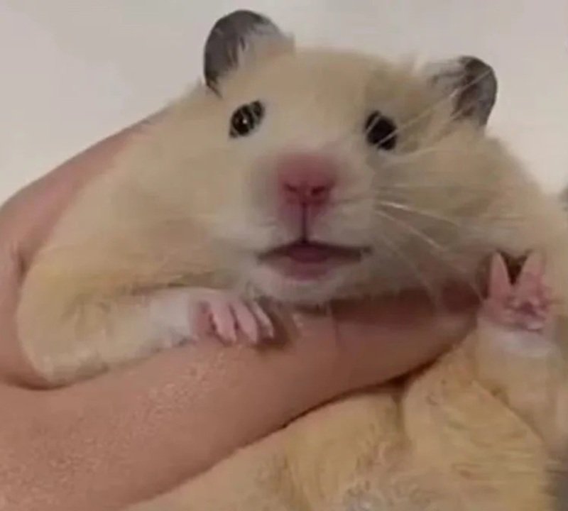 hamster meme 9