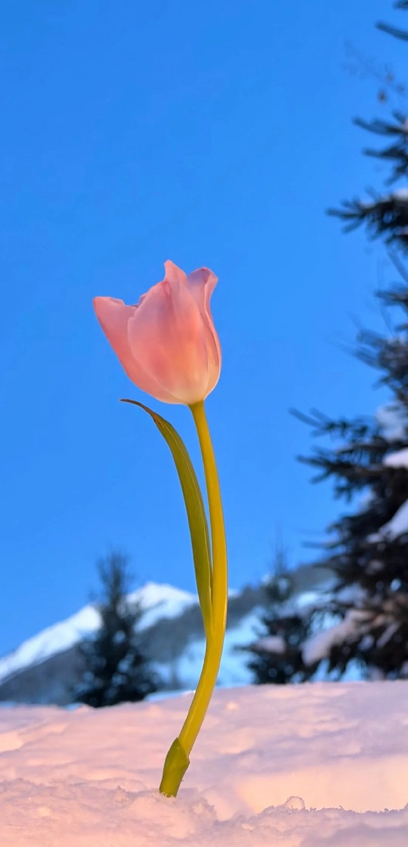 hình nền hoa tulip cute 11