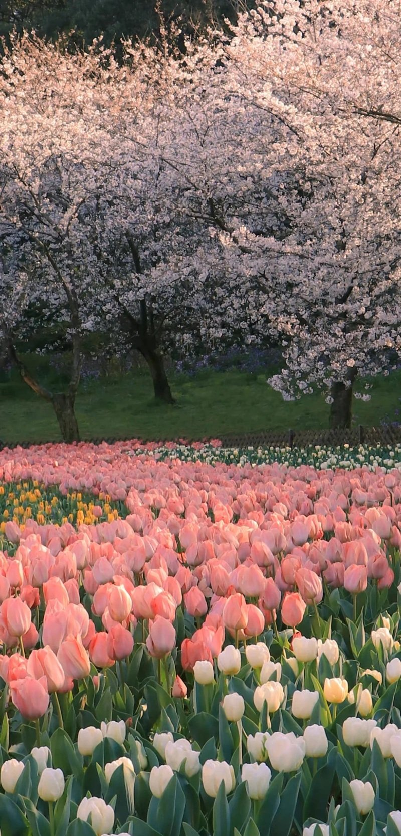 hình nền hoa tulip cute 24