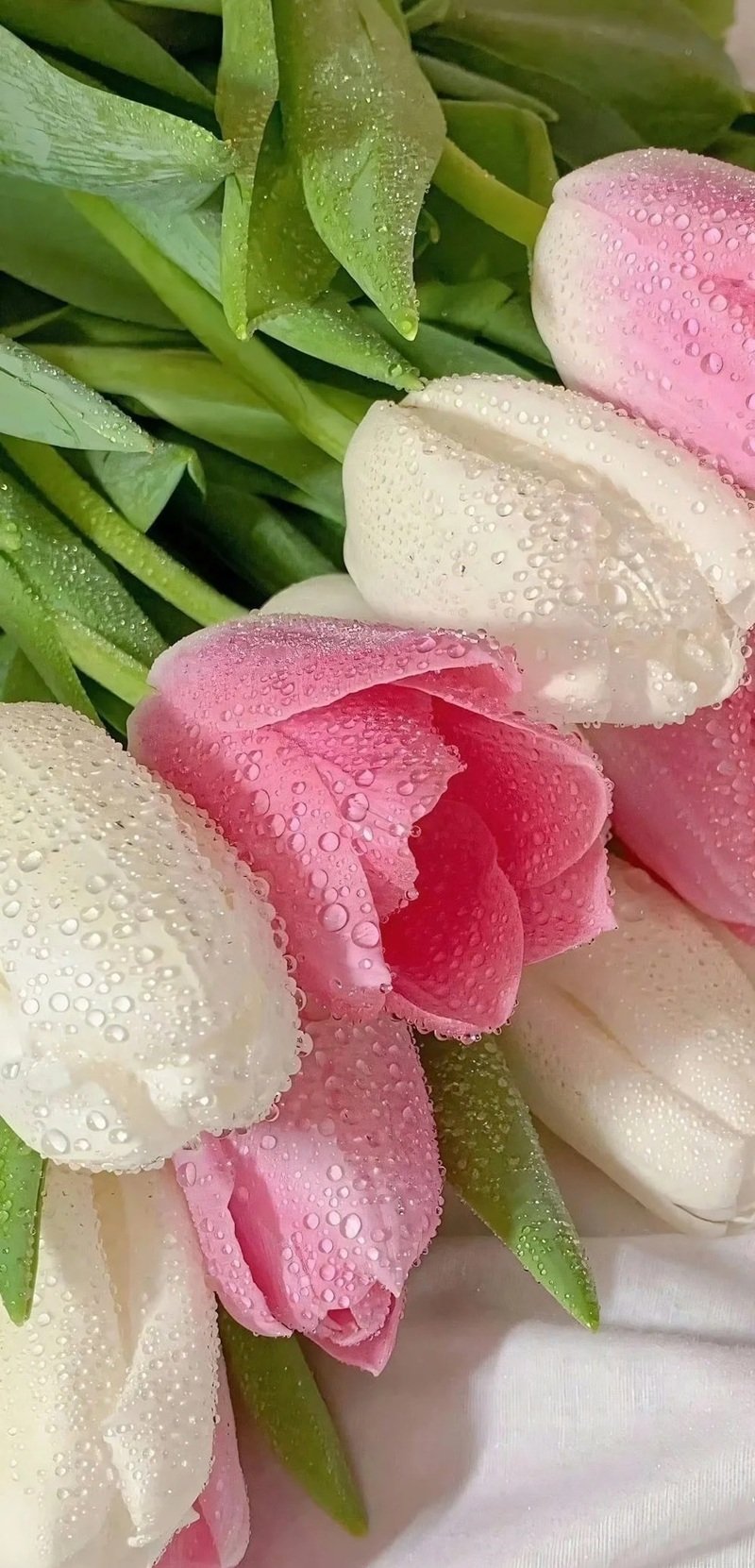 hình nền hoa tulip cute 27