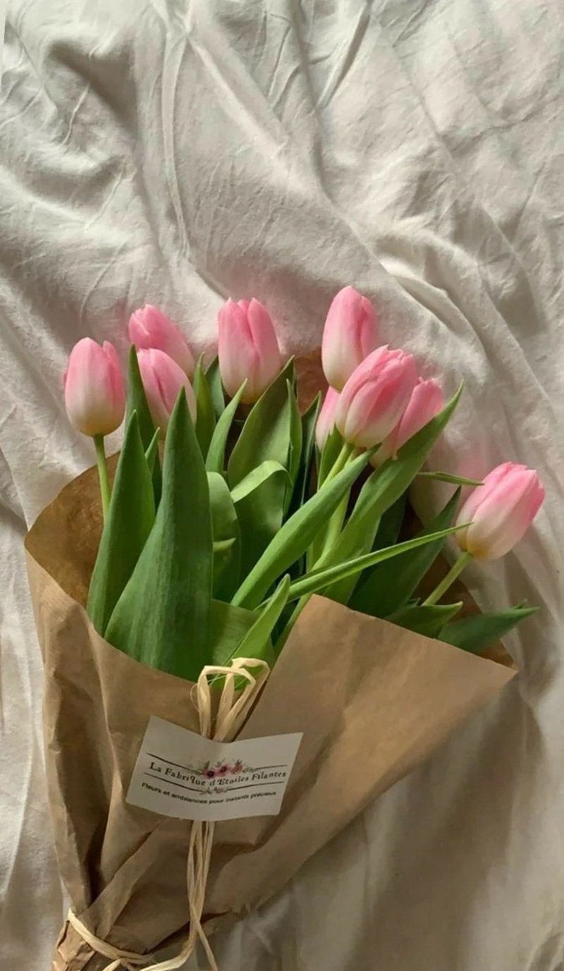 hình nền hoa tulip cute 32