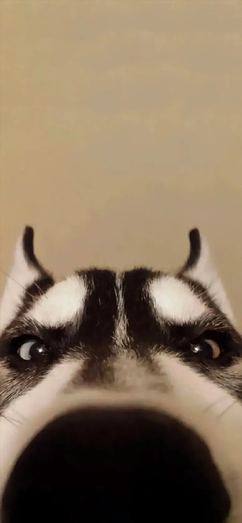 hình nền meme hài 37