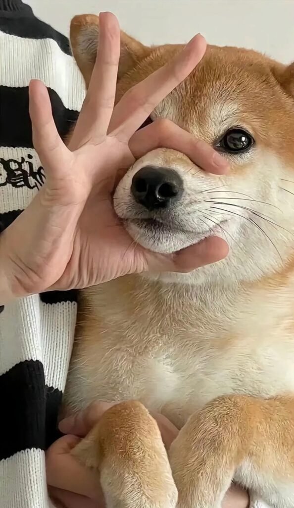 Cười ra nước mắt với 99+ hình nền meme hài độc lạ