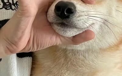 hình nền vô tri 40