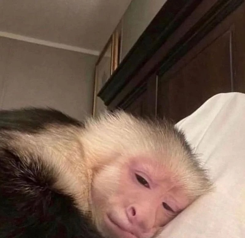 Khỉ biểu cảm hài hước