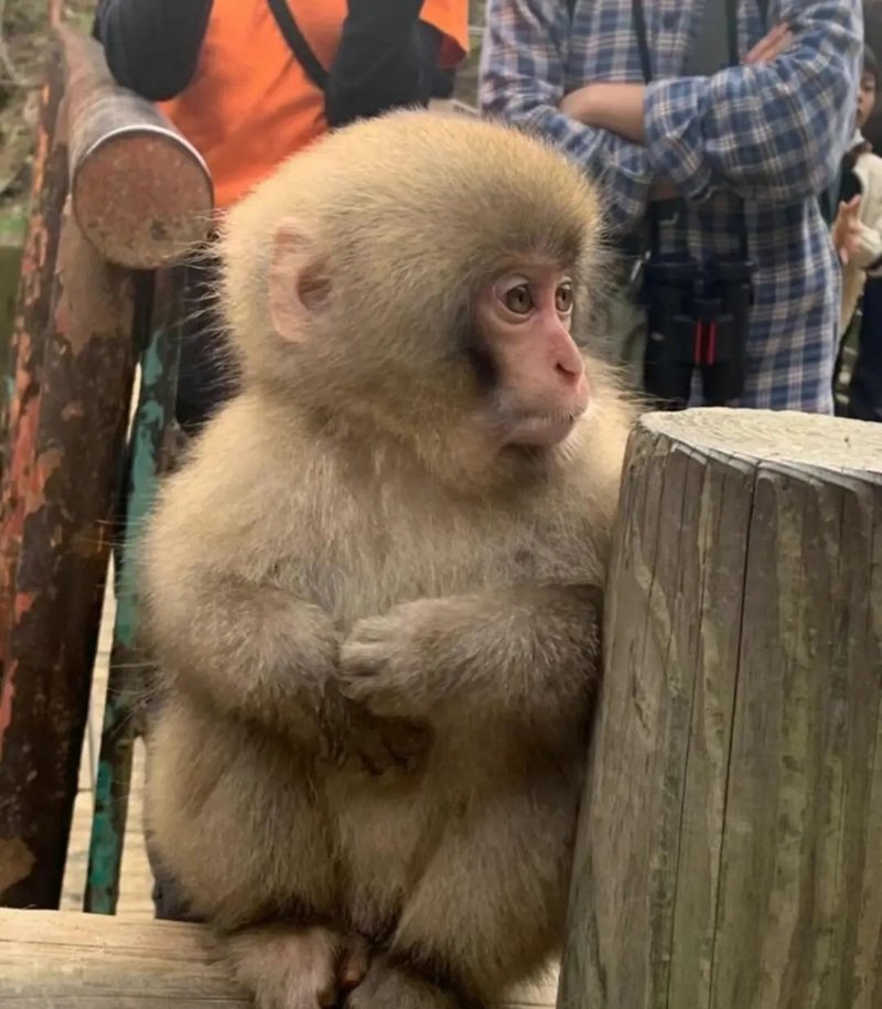 khỉ meme gương mặt hài hước