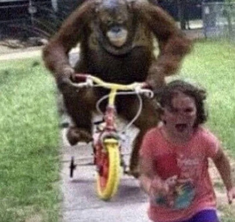 khỉ meme biểu cảm troll bá đạo