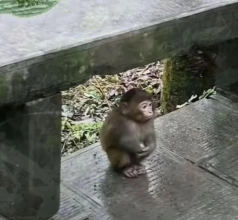 khỉ meme với gương mặt ngộ nghĩnh