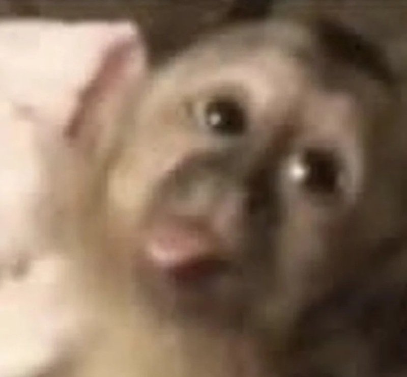 Chú khỉ với biểu cảm buồn cười