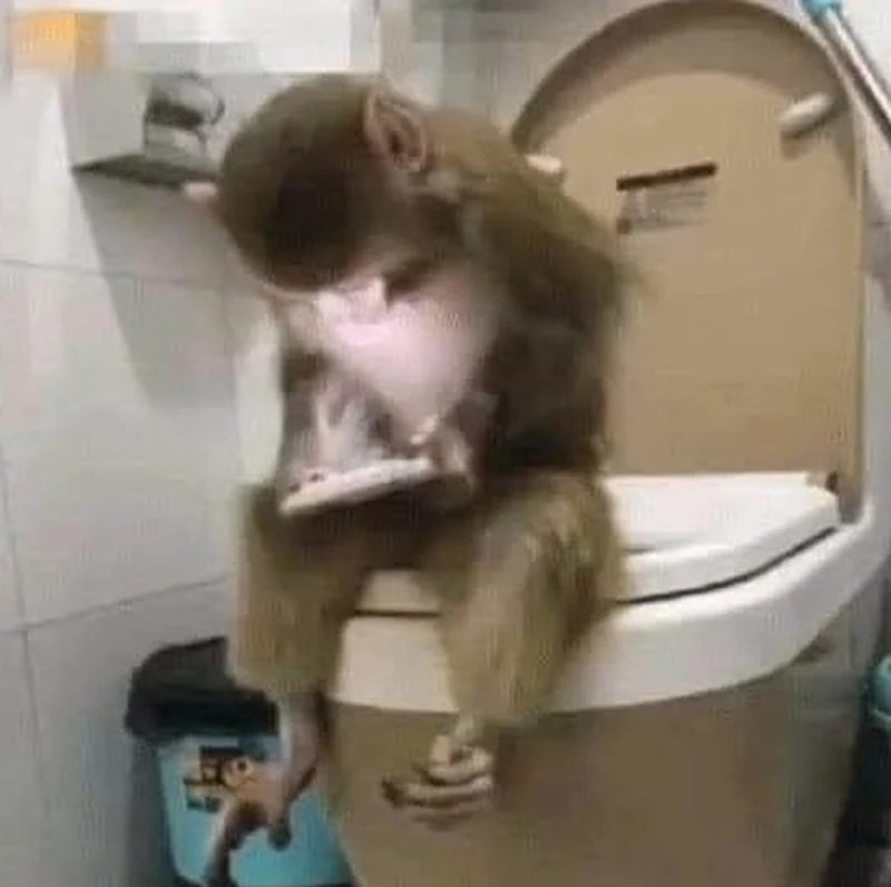 Khỉ phản ứng hài hước trên mạng