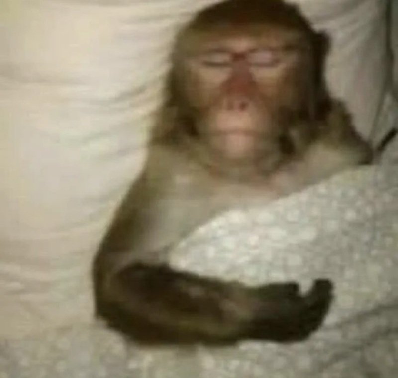 Hình khỉ biểu cảm gây cười