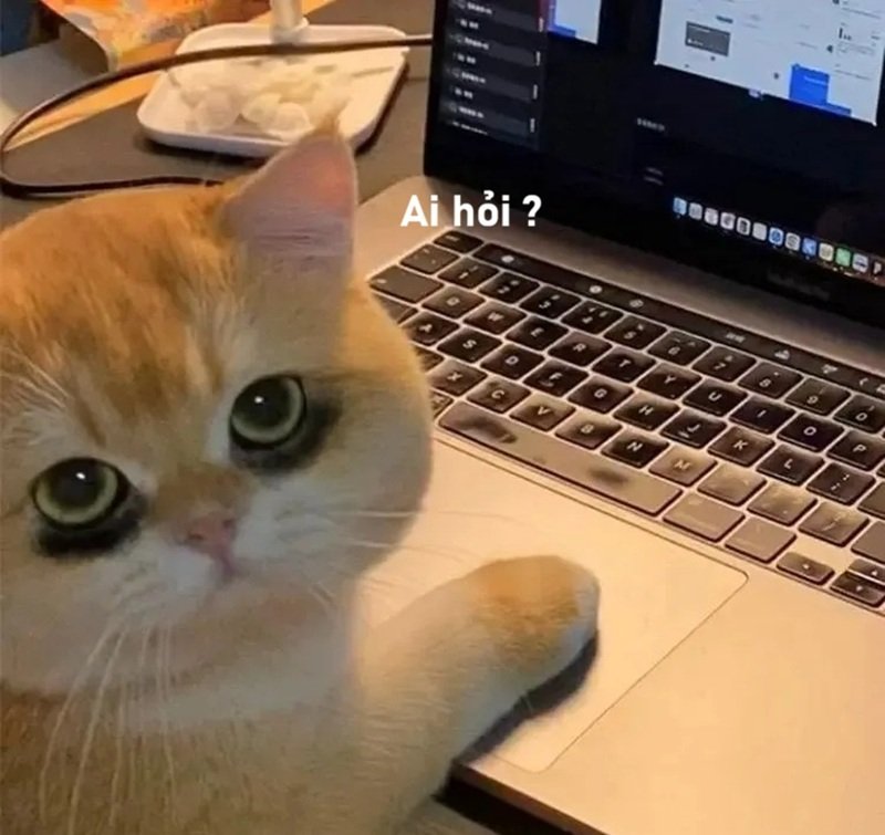 meme ai hỏi 27