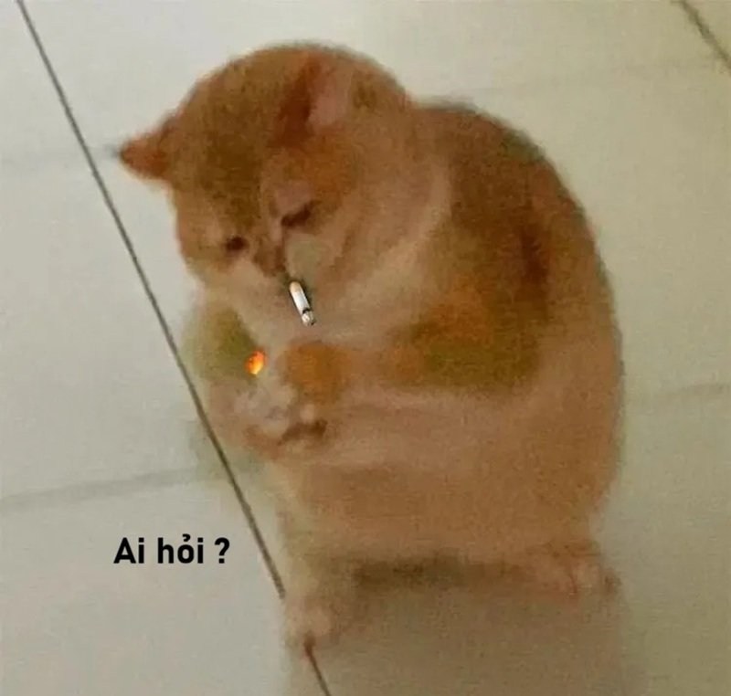 meme ai hỏi 28