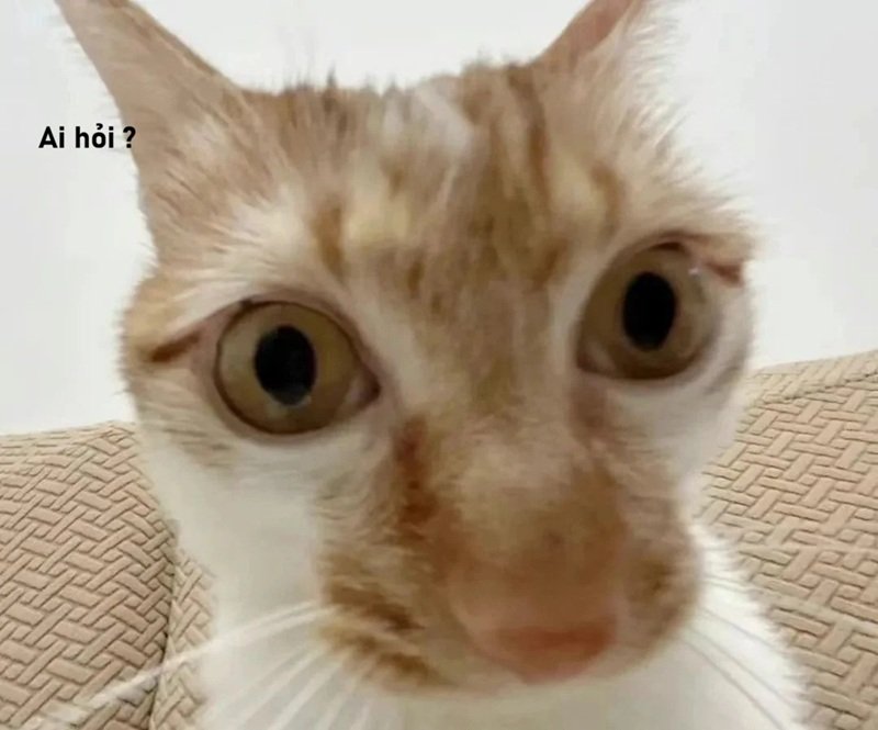 meme ai hỏi 31