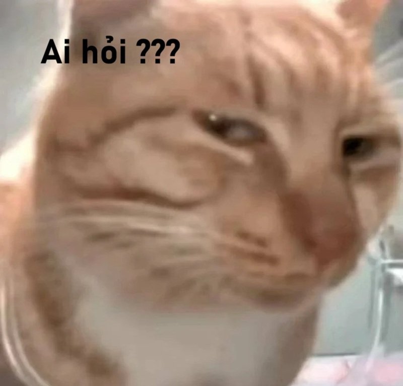 meme ai hỏi 4