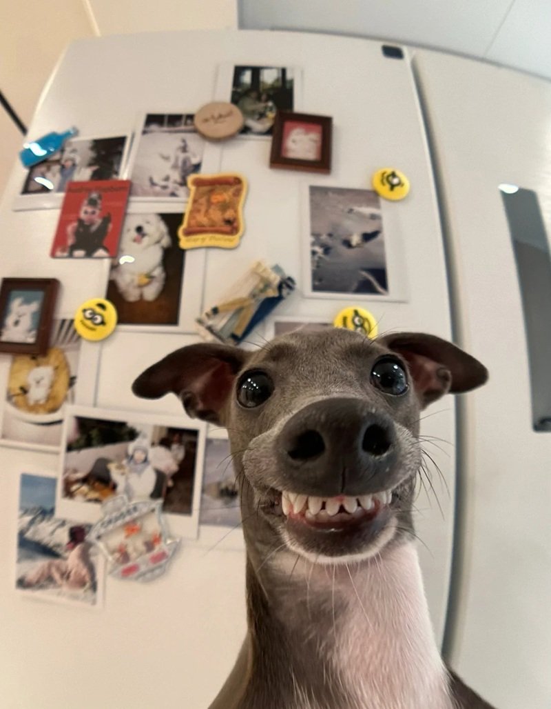 meme chó cười 10