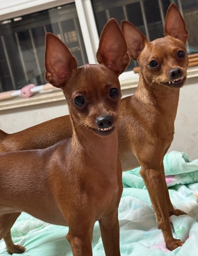 meme chó cười 11