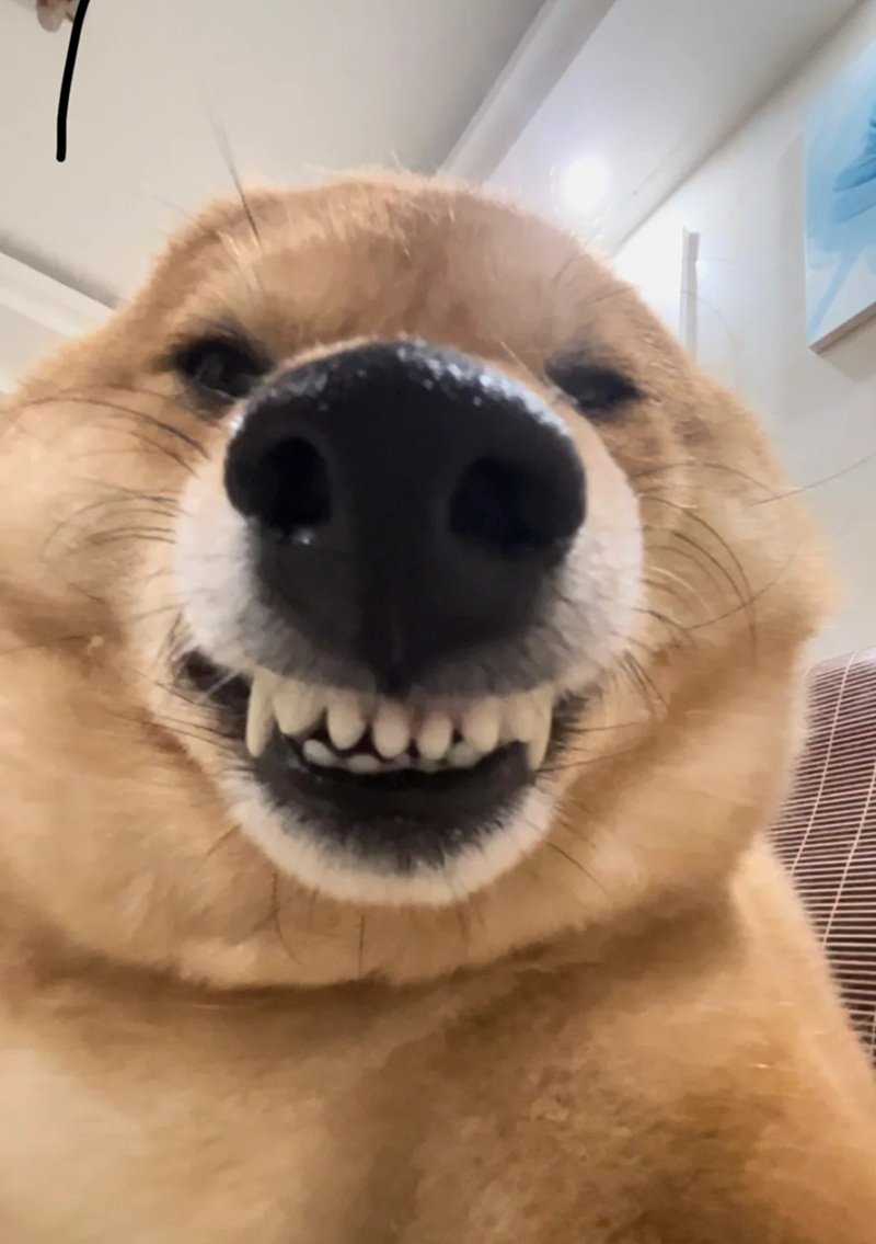 meme chó cười 12