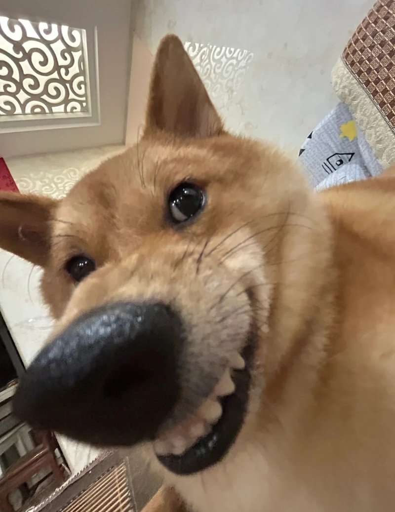 meme chó cười 13