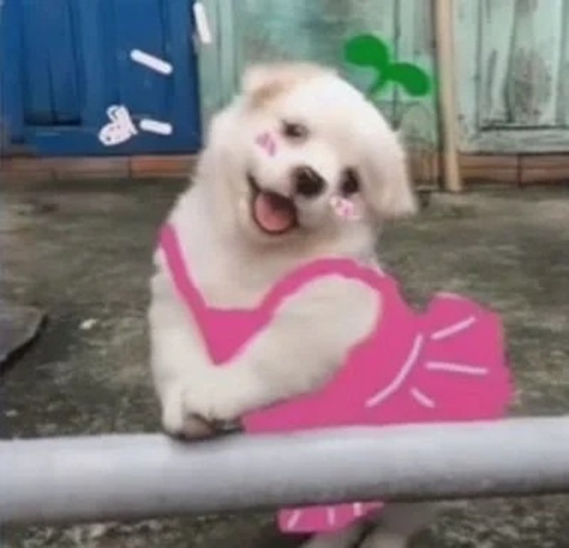 meme chó cười 14