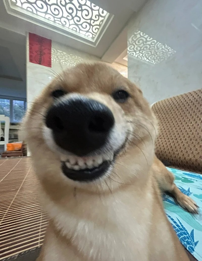 meme chó cười 15