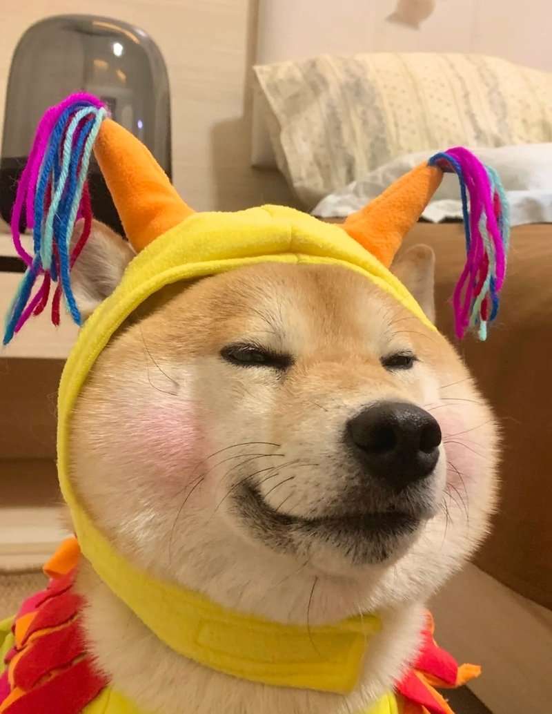 meme chó cười 17