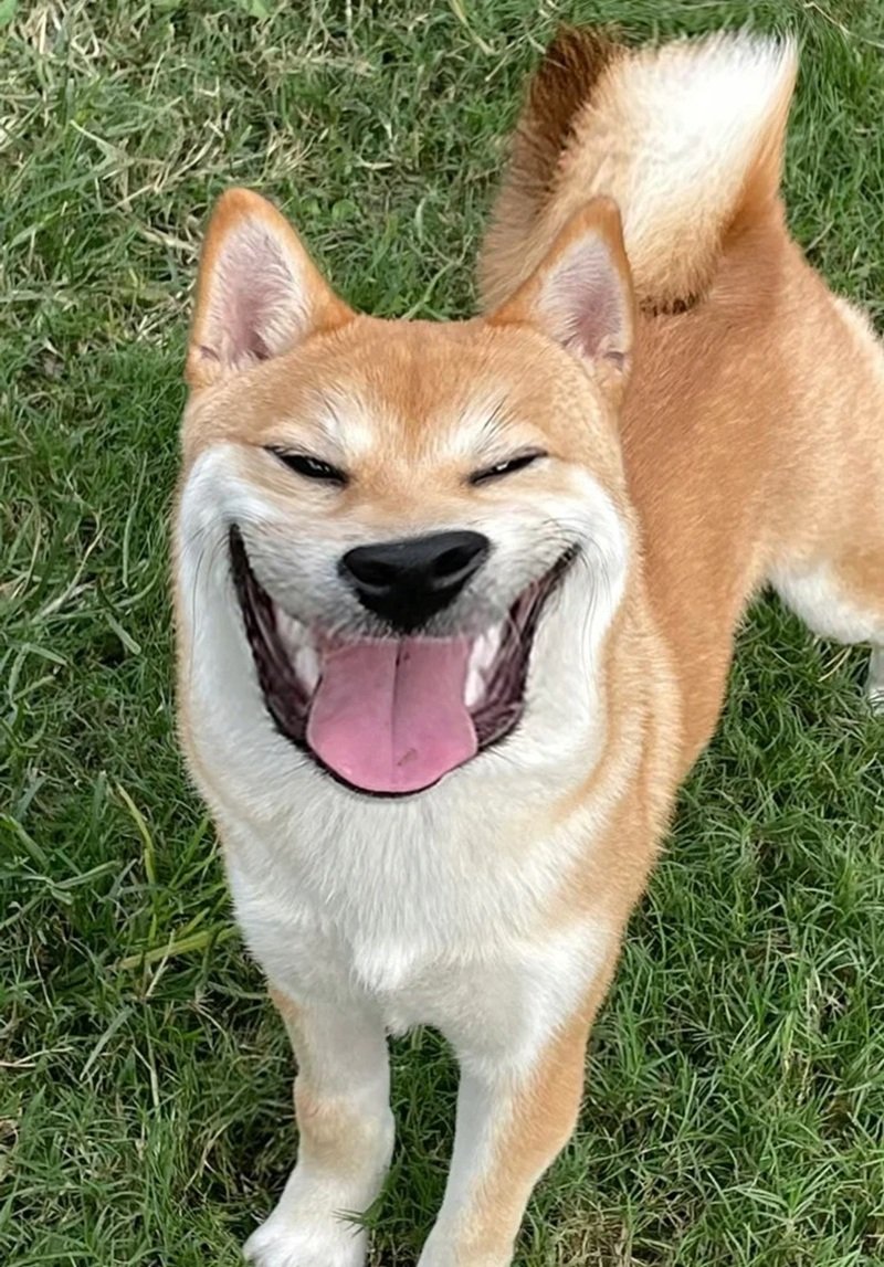 meme chó cười 18