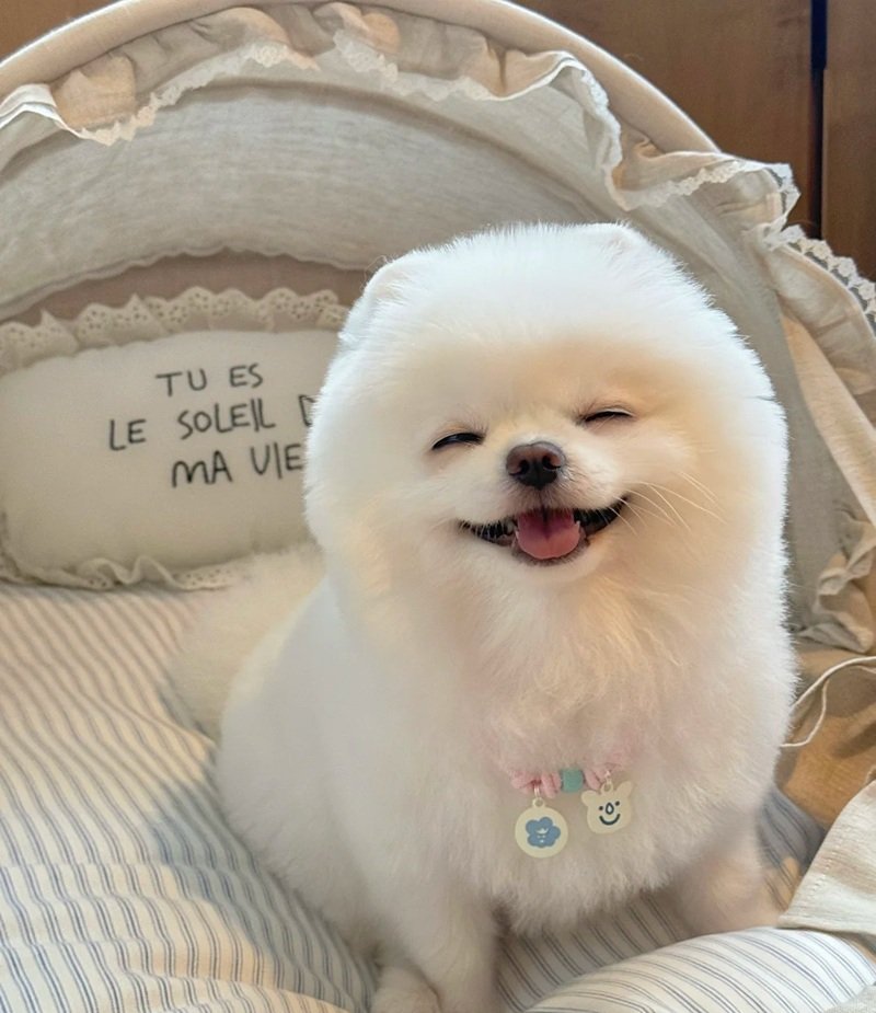 meme chó cười 19