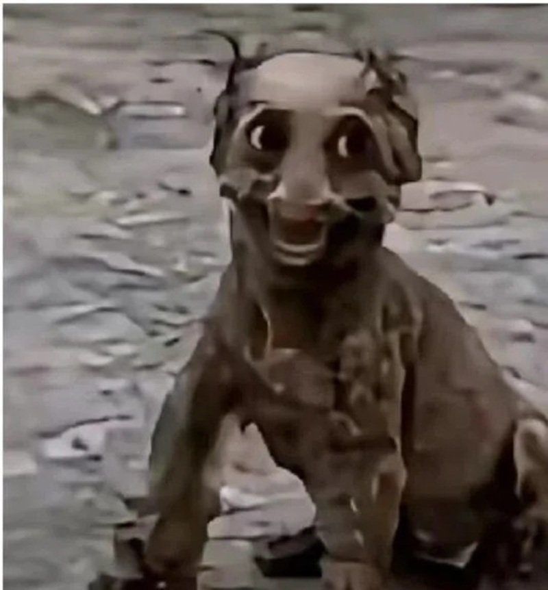 meme chó cười 2