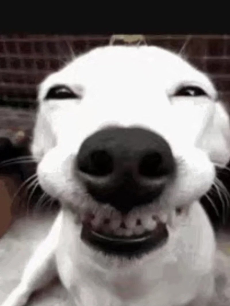 meme chó cười 20