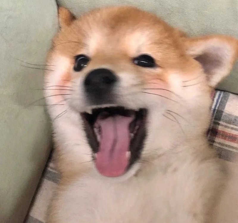 meme chó cười 23