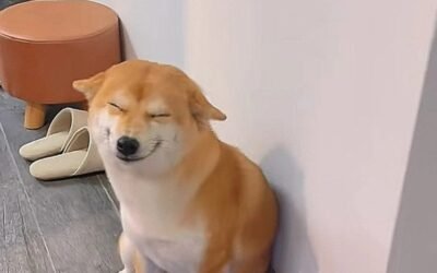 meme chó cười 24